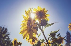 sunflowers